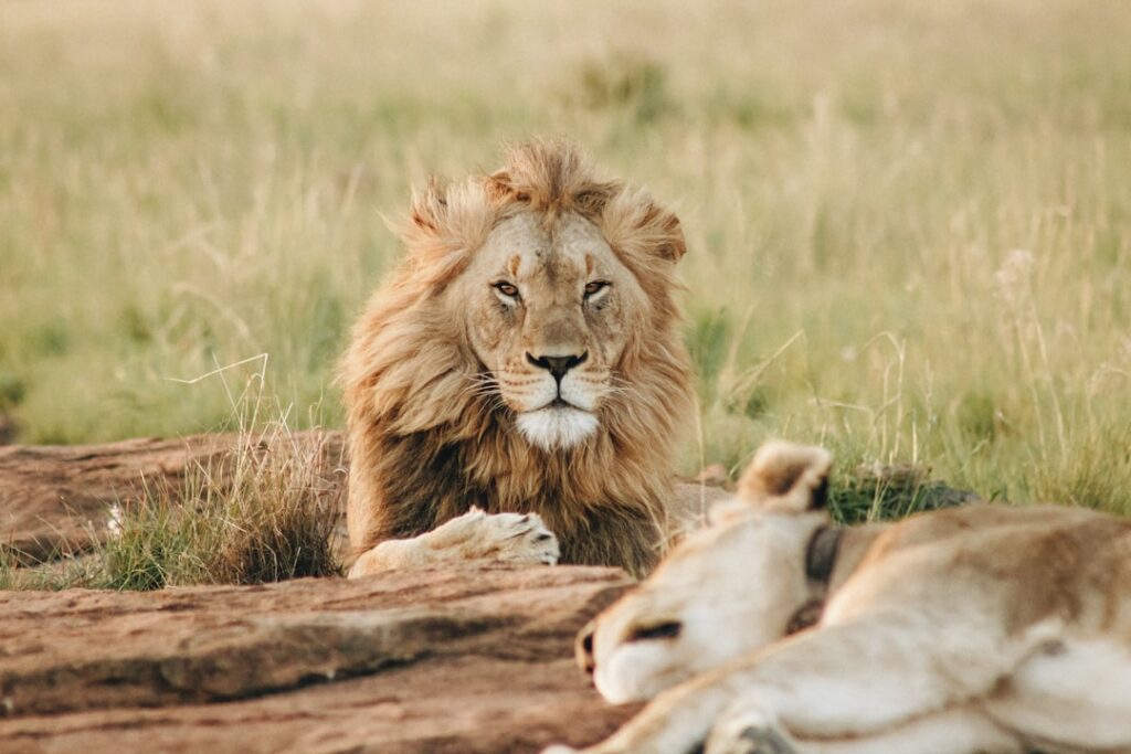 Masai Mara